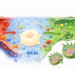 Wie unsere Körperzellen wirklich versorgt und entsorgt werden